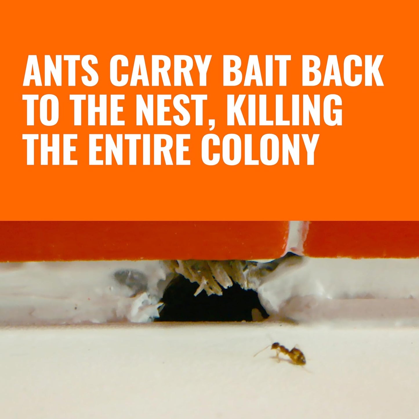 Ant Killer Bait Stations T300B - Liquid Bait to Eliminate Ants - 12 Count Stations for Effective Indoor Ant Control